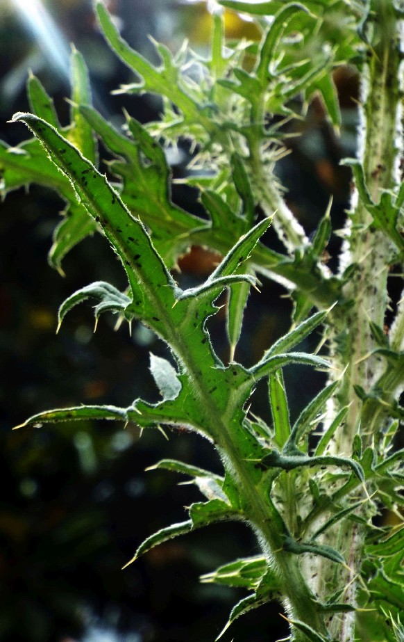 Un cirsium? S, Cirsium vulgare